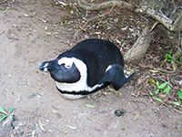 Boulders Beach Simons Town