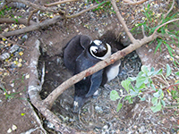 Boulders Beach Simons Town