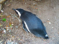 Boulders Beach Simons Town