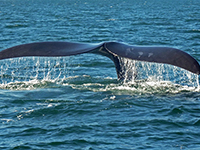 Southern right whale