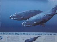 Southern right whale