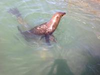 Seal Swimming - Kalk Bay Harbour False Bay Cape Town