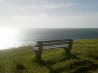 Seal Swimming - Kalk Bay Harbour False Bay Cape Town